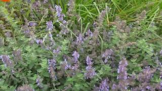 Wildflower Seed Growing Wildflowers [upl. by Mehs]