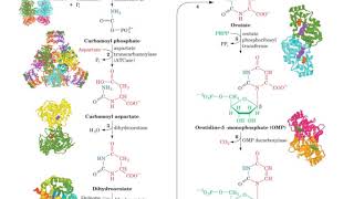 PYRIMIDINES NUCLEOTIDES [upl. by Razatlab785]