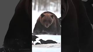 Insanely Big Bear bear bears youtubeshorts [upl. by Pleione]