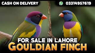 Gouldian finch available for salecargo all over Pakistancontact number 03314957619 [upl. by Ahsael]