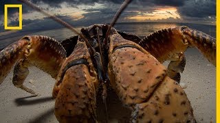 La mejor FOTOGRAFÍA de un CANGREJO de los COCOTEROS  National Geographic en Español [upl. by Kryska]