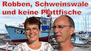 Robben Schweinswale und keine Plattfische [upl. by Drofla]