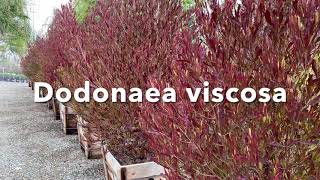 Dodonaea viscosa purpurea [upl. by Aerdnahs714]