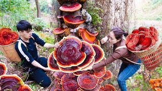 Go to the forest to harvest Red Lingzhi Mushrooms Super Premium goes to the market sell [upl. by Ahsyla]