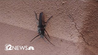 Arizonas big black beetle is back Meet the palo verde beetle [upl. by Best108]