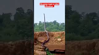 King Cobra tegak berdiri menanti mangsa ‼️short [upl. by Eilsil]