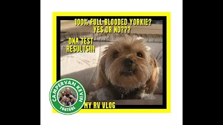 What Breed Dog Is This Tucker Takes A DNA Test To Find Out [upl. by Ennairol]