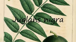 How to Pronounce Juglans nigra [upl. by Berthold]