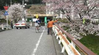 霞川の桜・入間市／09年4月4日by FDJ社（＠不動産業戦略） [upl. by Ahsiele237]