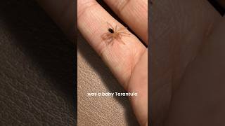 New pet Tarantula 🕸️🥰 pets insects spider animals wildlife [upl. by Ateloj737]