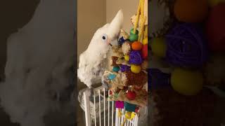 Goffin Cockatoo gets a new Toy [upl. by Trescha]