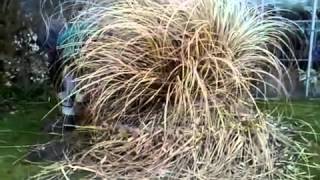 Removing Your Pampas Grass on the Outer Banks [upl. by Botzow322]