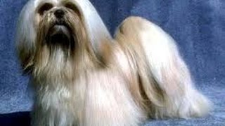 Lhasa Apso [upl. by Idissac182]