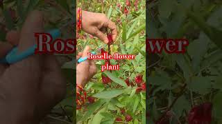 Roselle flower plant cutting roselle hibiscus sabdariffa harvesting gardening shorts [upl. by Eedya985]