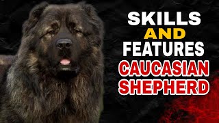 Caucasian Shepherd as a Guardian Dog Guardian Skills and Features [upl. by Mackenzie]