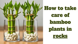 How to take care of bamboo plants in rocks LUCKY BAMBOO CARE [upl. by Acirderf]