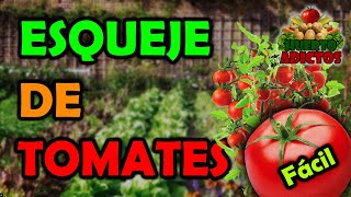 TRUCO Hacer Esquejes de Tomates 🍅 Método Fácil de Plantar Tomateras  Reproducción de Jitomates [upl. by Ettenej936]