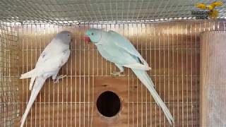 GREY AND BLUE INDIAN RINGNECK PARROTS PAIR [upl. by Naillil]