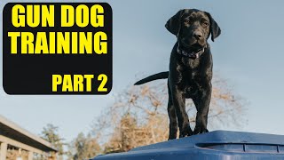 Training A Duck Dog  Pt 2 [upl. by Guild]