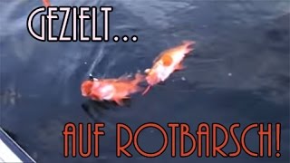 Gezielt auf Rotbarsch  Strategien und Techniken [upl. by Buttaro]