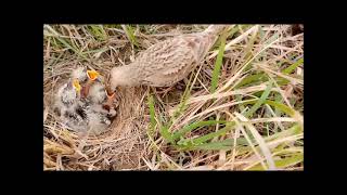 Il mondo degli uccelli webcam Cappellaccia Crested Lark Galerida cristata [upl. by Trainor909]