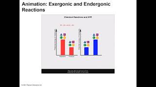 Exergonic Endergonic Reactions [upl. by Bible362]