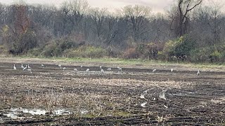 Nineteen Sandhill Cranes Grus canadensis Drayton Plains Nature Center 17 Nov 24 [upl. by Artemas562]