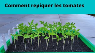 Comment repiquer des tomates je vous montre tout [upl. by Ailecara]