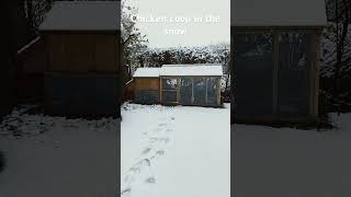 Chicken coop in the snow [upl. by Eriuqs]