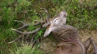 Hunting two Fallow deer with 223 and 22250 Rem rifle for meat in New Zealand  33 [upl. by Grayson689]