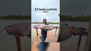 Best fish of the year canadian fishing pike catfishfish walleye tigertrout ohyeah [upl. by Ardnajela]