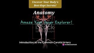 Anatomy Unveiled Understanding Our Body [upl. by Warwick]