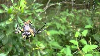 Garden Spiders Attacking Prey Compilation 2 [upl. by Gill]