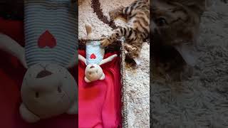 carmencat carmen bengalkatze bengalcat kitten kotka [upl. by Nairehs760]