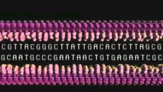 DNA Transcription Translation Replication [upl. by Aihsercal215]