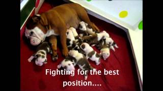 12 English Bulldog Puppies 2 weeks old Englische Bulldog Welpen [upl. by Theone]