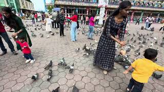 Malaysia Batu cave Murugan Vicinity area Dove feeding [upl. by Aicenert652]