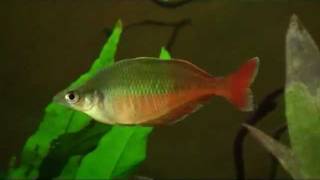 Chilatherina bleheri Regenbogenfisch  Blehers Regenbogenfisch  Lake Holmes rainbowfish [upl. by Petta110]