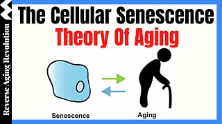 The Cellular Senescence Theory Of Aging  Dr Darren Baker Presentation Clips [upl. by Alexandrina]