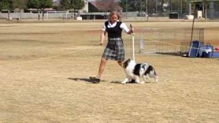 AKC Shetland Sheepdog Sheltie Dog show in Arizona [upl. by Oicor]