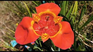 Tigridia pavonia var speciosa the tiger flower one of the strangest and most bizarre flowers [upl. by Mimi211]