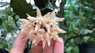 Hoya undulata [upl. by Bajaj]