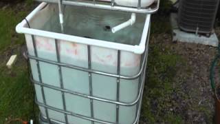 My homemade IBC tote aquaponics system  First look [upl. by Ledoux]