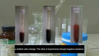 Lactic Acid Production by Lactobacillus fermentum [upl. by Yirinec]