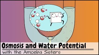 Osmosis and Water Potential Updated [upl. by Anerys]