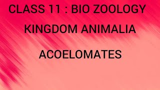 Acoelomates  Kingdom Animalia  Class 11  Bio Zoology  Tamil [upl. by Ramal]