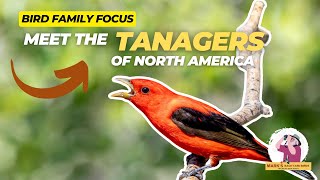 Bird Family Focus Meet the Tanagers of North America [upl. by Rafter144]