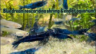 Blue dream neocaridina shrimp amp endler aquarium [upl. by Anaihs]