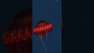 The deepsea crown jelly has adaptated to survive where food is scarce and predators are plentiful [upl. by Colbert]