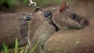 Rats Save Humans From Landmines  Extraordinary Animals  Series 2  Earth [upl. by Sapphire32]